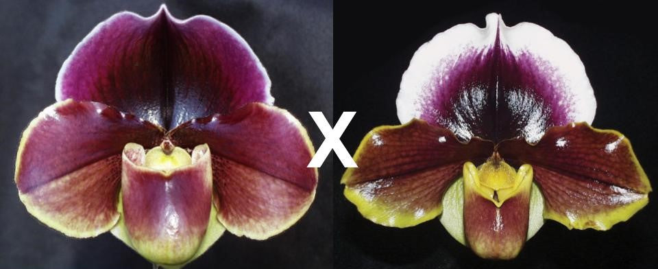 Paphiopedilum Testarossa