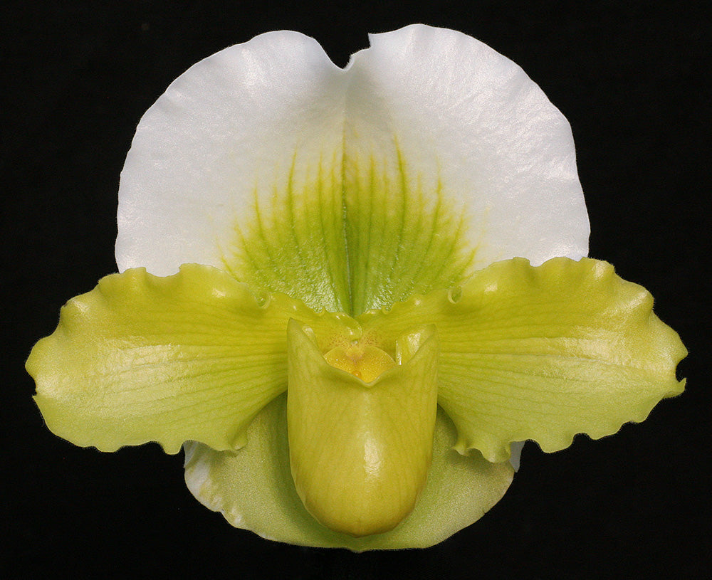 Complex paphiopedilum hybrid cultivar of Paph. Donna Hanes 'Papa Aroha' x Yerba Nueva 'San Carlos' HCC/AOS
