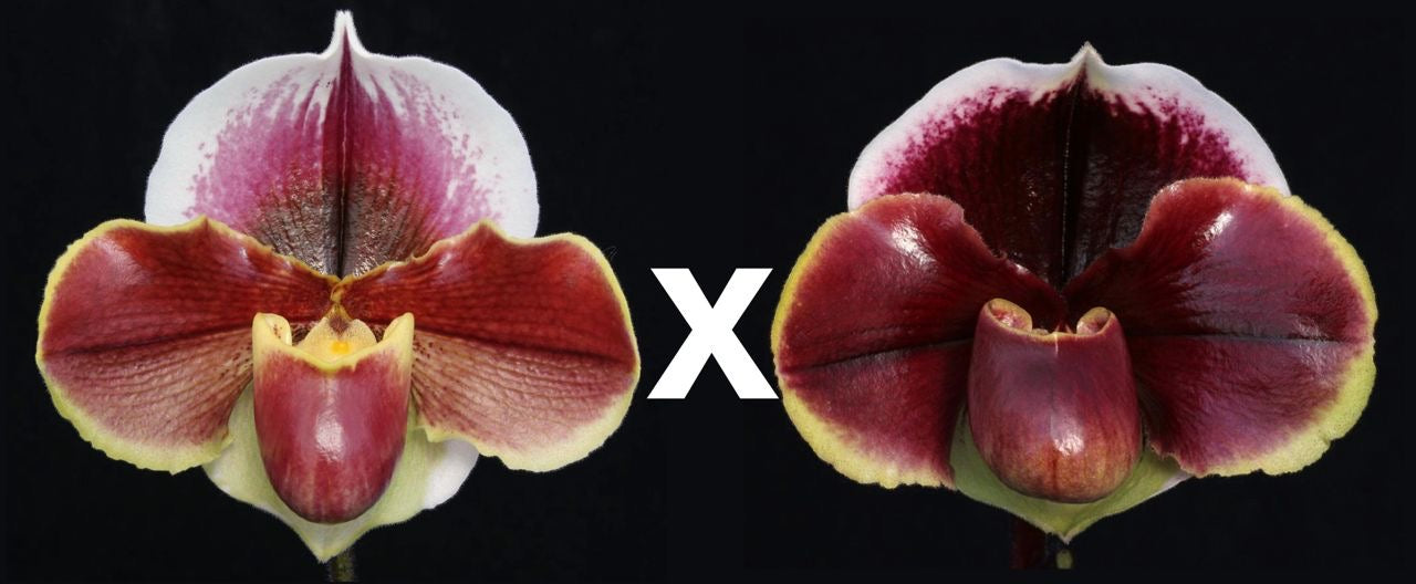 Complex paphiopedilum hybrid cultivars shown in flower side by side of Paph Horizon Flame ‘Red Dawn’ x Dark Fantasy ‘Double Eclipse’