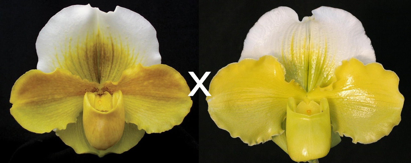 Complex paphiopedilum hybrid cultivars shown in flower side by side of Paphiopedilum Alchemy 'Titanic' x Hsinying Gold 'Monarch'