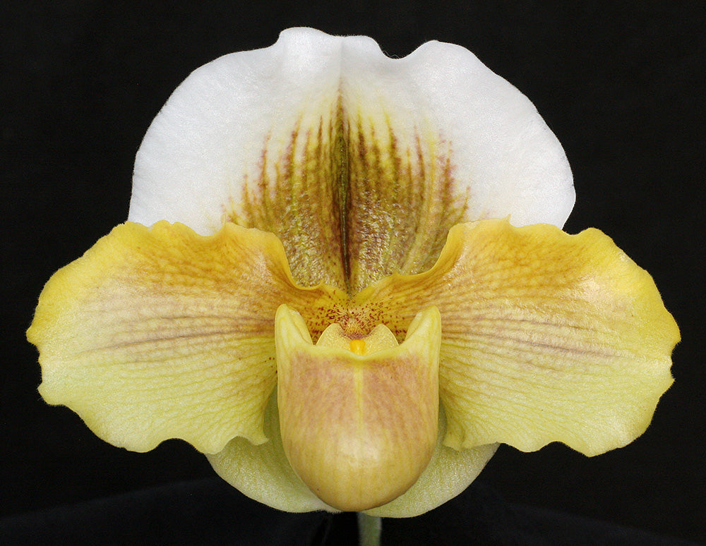 Complex paphiopedilum hybrid cultivar of Paphiopedilum Amberstone 'Harvest Moon'