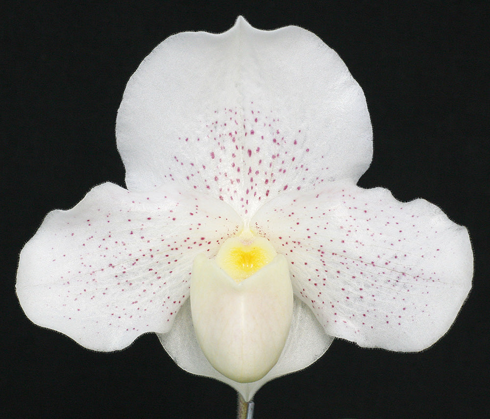 Complex paphiopedilum hybrid cultivar of Paphiopedilum Bella Luna ‘Delight’ AM/AOs