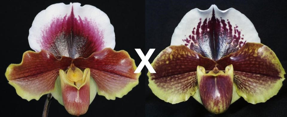 Complex paphiopedilum hybrid cultivars shown in flower side by side of Paphiopedilum California Girl 'Big Bear' B/CSA x Via Luna Este 'Sailor's Delight' AM