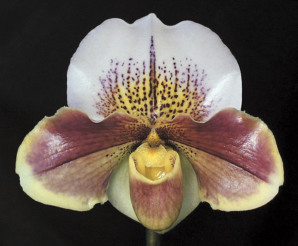 Complex paphiopedilum hybrid cultivar of Paphiopedilum Carmen Coll 'Queen of Hearts'
