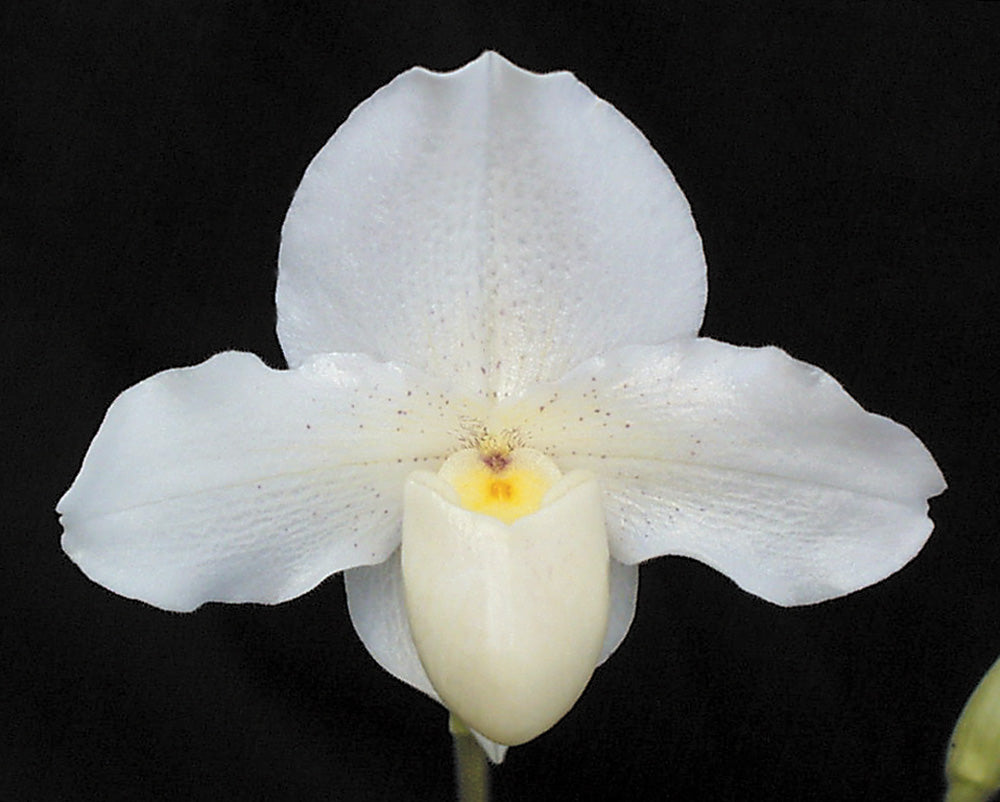 Complex paphiopedilum hybrid cultivar of Paphiopedilum Cinderella 'Malibu' AM/AOS