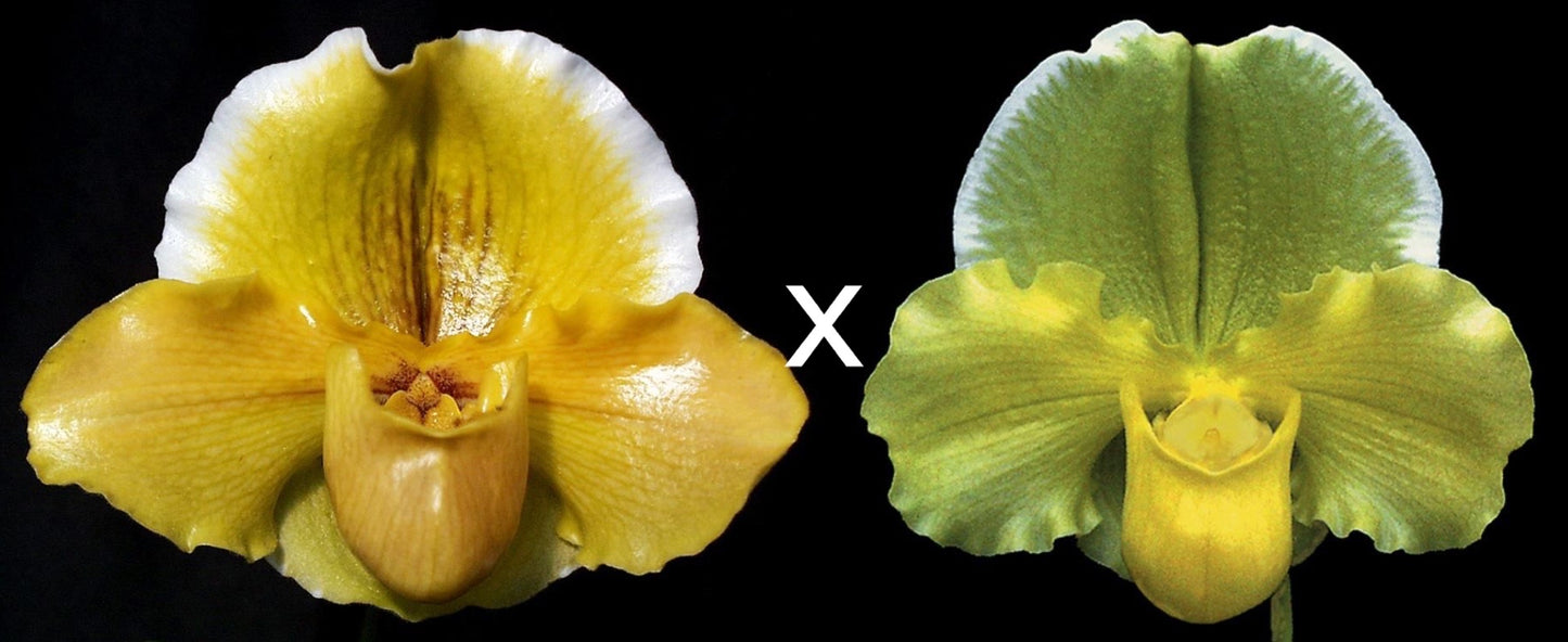 Complex paphiopedilum hybrid cultivars shown in flower side by side of Paphiopedilum Donna Hanes 'Papa Aroha' x Elfstone 'Moongold'