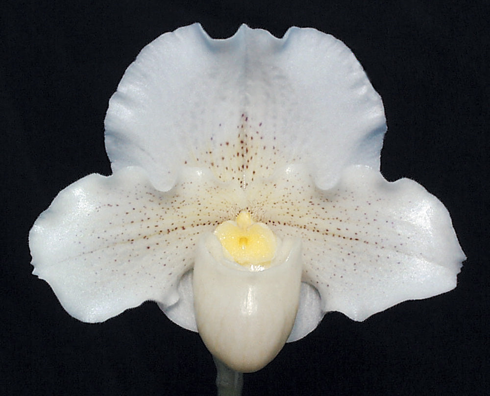 White orchid with a yellow center on a black background