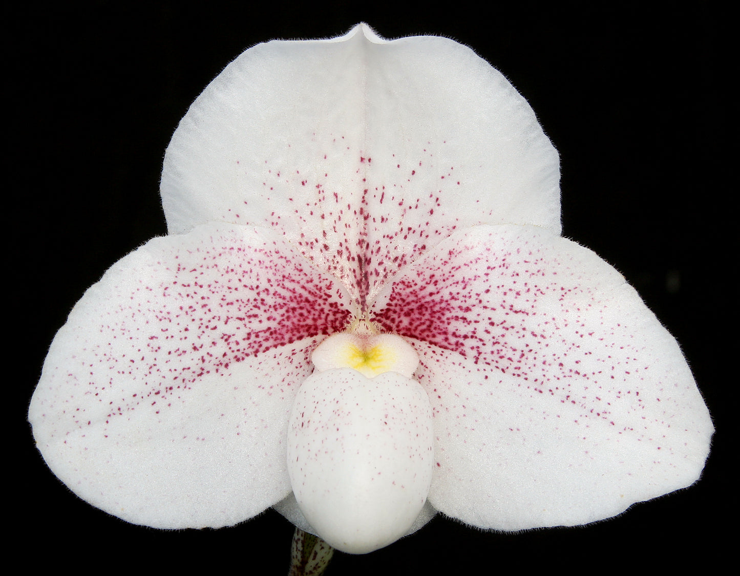 Close-up image of a Paphiopedilum Ice King 'Pink Mist' HCC/AOS flower with white petals and red spots.