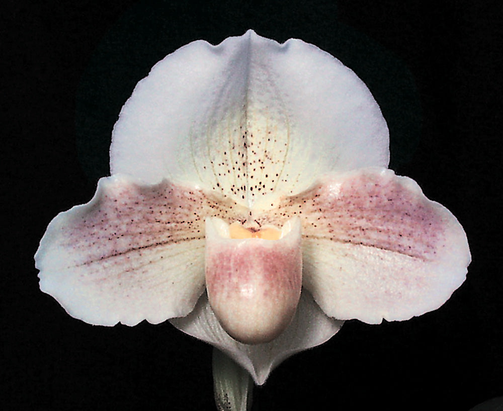 A close-up image of a Paphiopedilum orchid flower with white petals and pink speckling. Paphiopedilum Incan Treasure 'Quintessence'