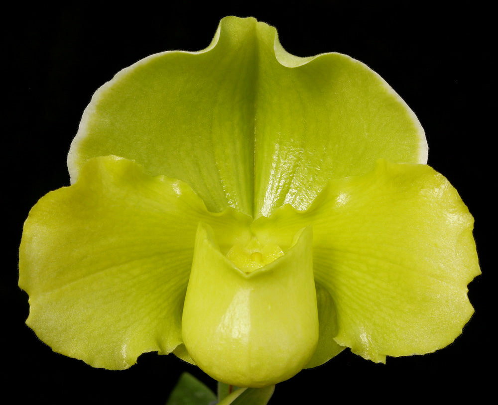 A close-up image of a green Paphiopedilum orchid flower. Paphiopedilum Irish Glen