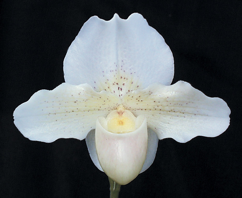 Complex paphiopedilum hybrid cultivar of Paphiopedilum Jack Tonkin 'Val's Choice' AM/AOS