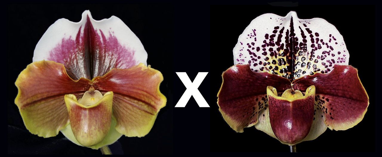 Complex paphiopedilum hybrid cultivars shown in flower side by side of Paphiopedilum King Frank 'Papa Aroha' x Thunder Cat 'Sizzler' HCC