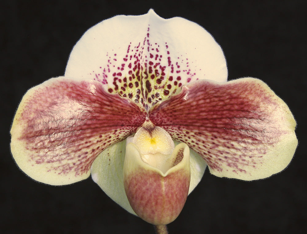 Complex paphiopedilum hybrid cultivar of Paphiopedilum Lady Luck ‘Candor' AM/AOS