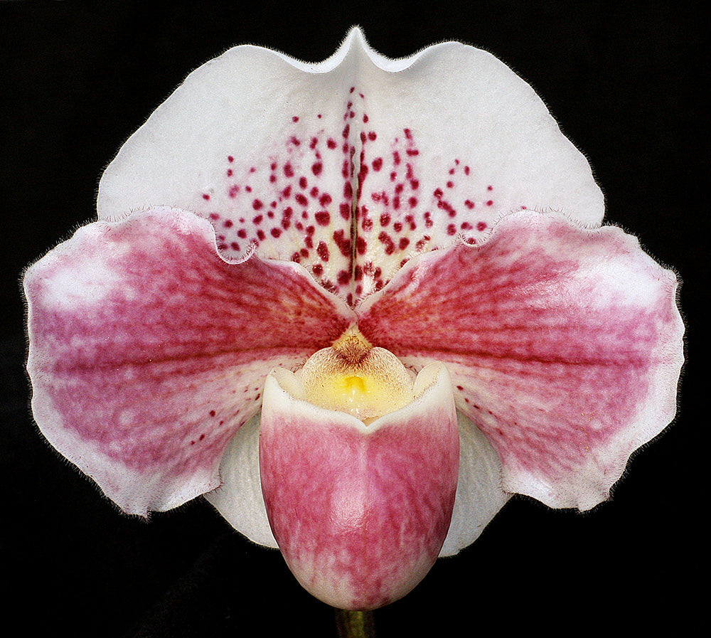 Complex paphiopedilum hybrid cultivar of Paphiopedilum Lady Luck ‘Pretty in Pink'