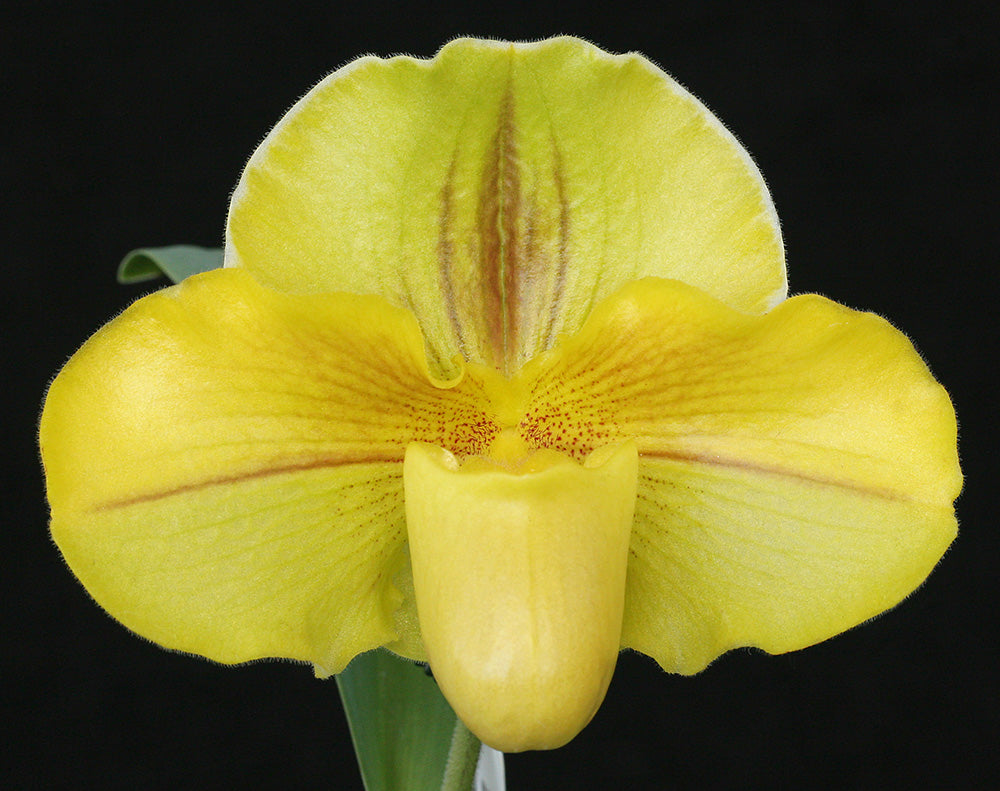 A close-up image of a yellow orchid flower with a green and white spike.