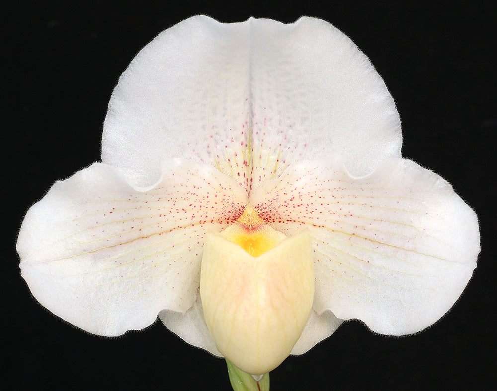 White orchid flower with a black background of Paphiopedilum Lunacy ‘Angelic Light' AM/AOS