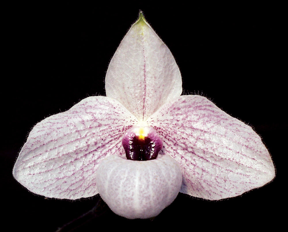 White orchid flower with a black background
