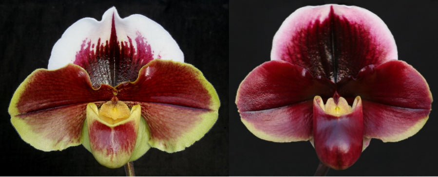 Complex paphiopedilum hybrid cultivars shown in flower side by side of Paphiopedilum Maggie Mae 'Red Giant' x Dark Fantasy 'Haunting