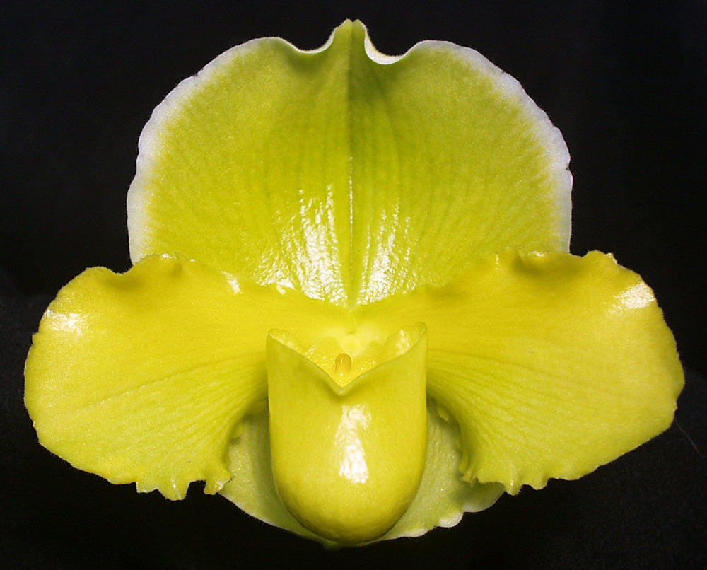 Complex paphiopedilum hybrid cultivar of a Paphiopedilum Magic Sun