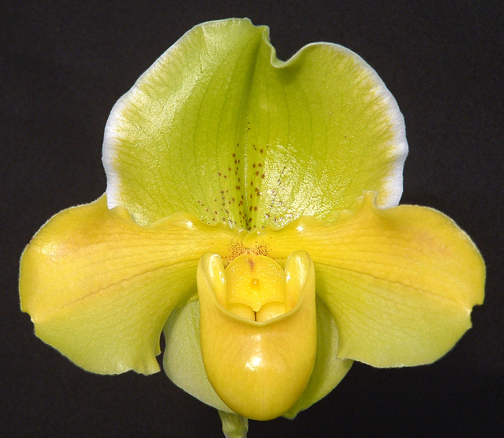 Complex paphiopedilum hybrid cultivar of Paphiopedilum Metolius River ‘Rising Sun’