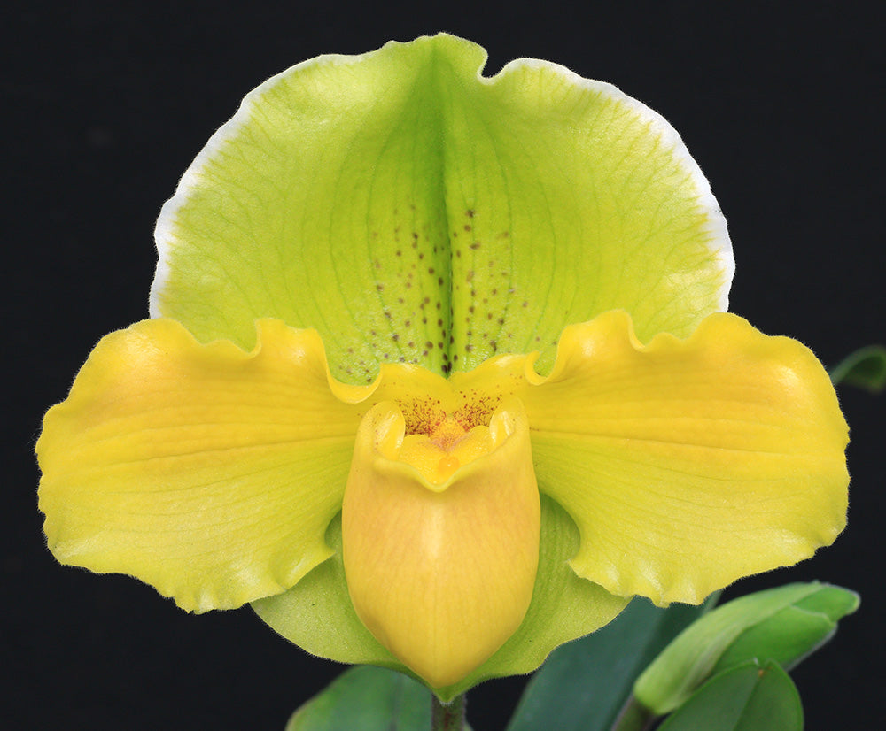 Close-up of a yellow orchid flower against a black background of Paphiopedilum Metolius River ‘Sunlight Serenade’ AM/AOS