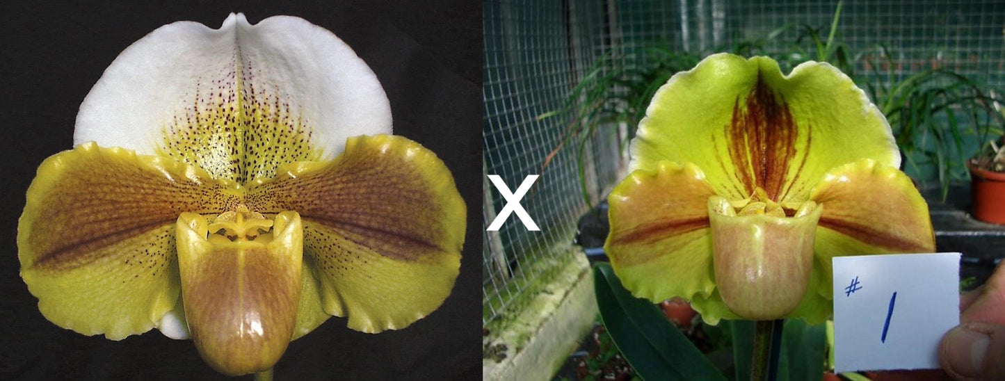 This image displays the Paphiopedilum Millie Lester, showcasing its striking floral beauty. The orchid features a unique combination of yellow and green hues with distinctive brown markings that mimic the appearance of a snake's head, hence the scientific name Paphiopedilum, which translates to "snake-footed paphiopedilum.