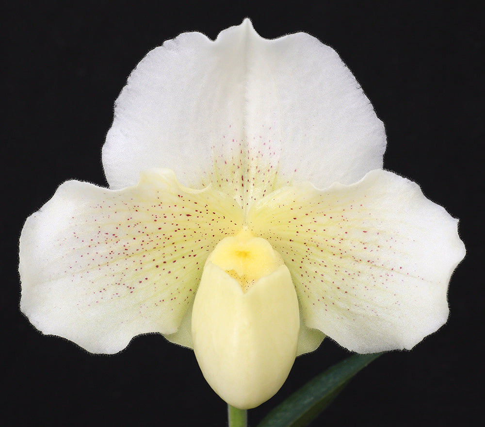 Complex paphiopedilum hybrid cultivar of Paphiopedilum Mishima Elf ‘Winter Mist’