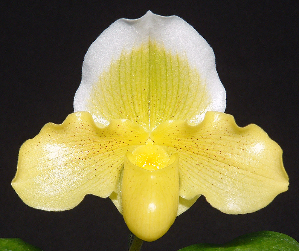 Complex paphiopedilum hybrid cultivar shown in flower of Paphiopedilum Moonface 'Keeper' HCC/AOS