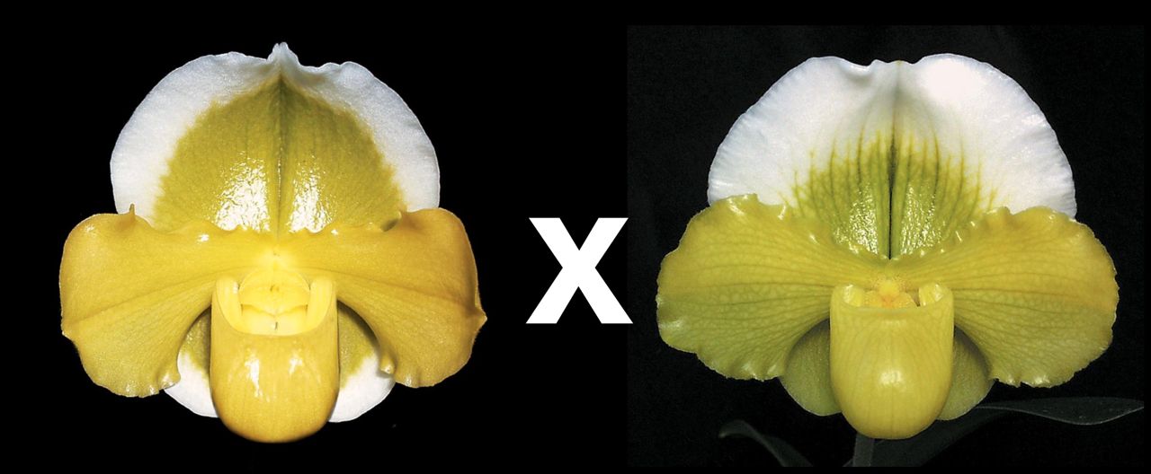 Complex paphiopedilum hybrid cultivars shown in flower side by side of Paphiopedilum Mountain Meadow 'Jolly' x Tommie Hanes 'Althea' FCC