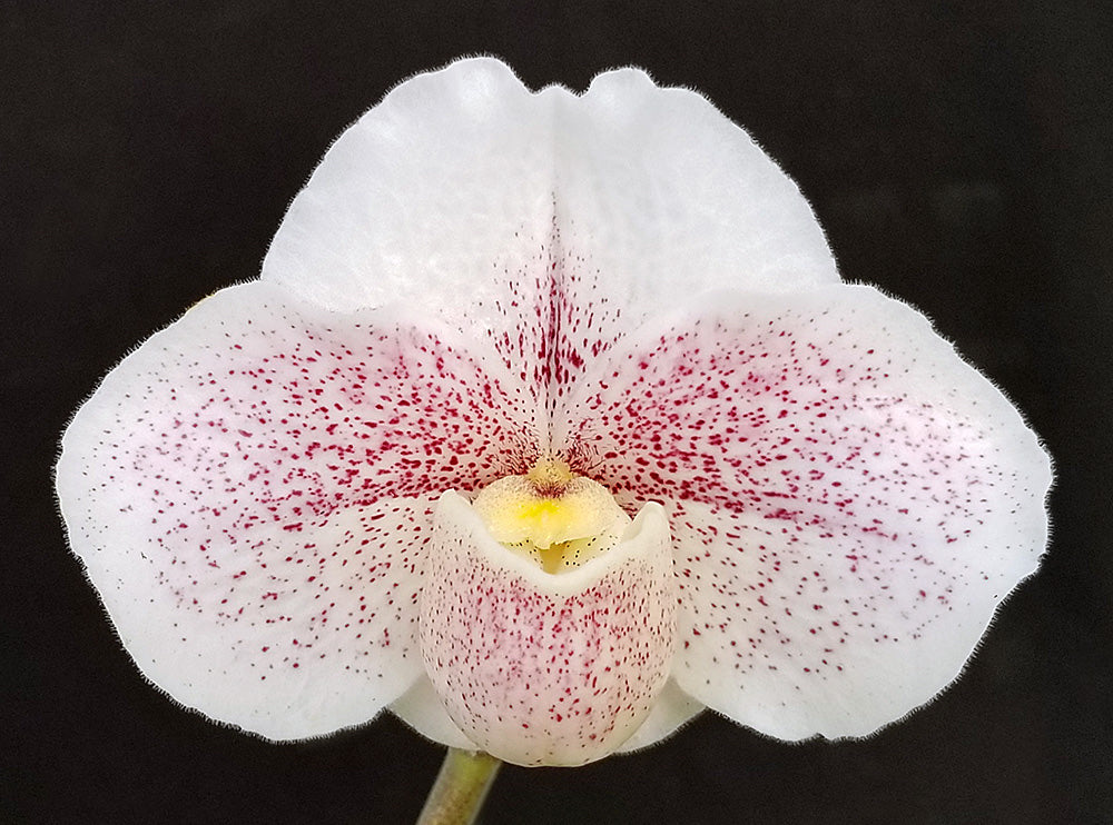 Close-up of a white orchid with red speckles on a black background of Paphiopedilum Mystic Friendship ‘Moonlight Mist’