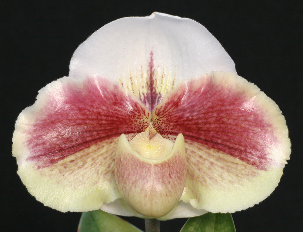 Complex paphiopedilum hybrid cultivars shown in flower side by side of Paphiopedilum Next Generation 'Amazon King' x Winter Star 'Perfection' AM/AOS
