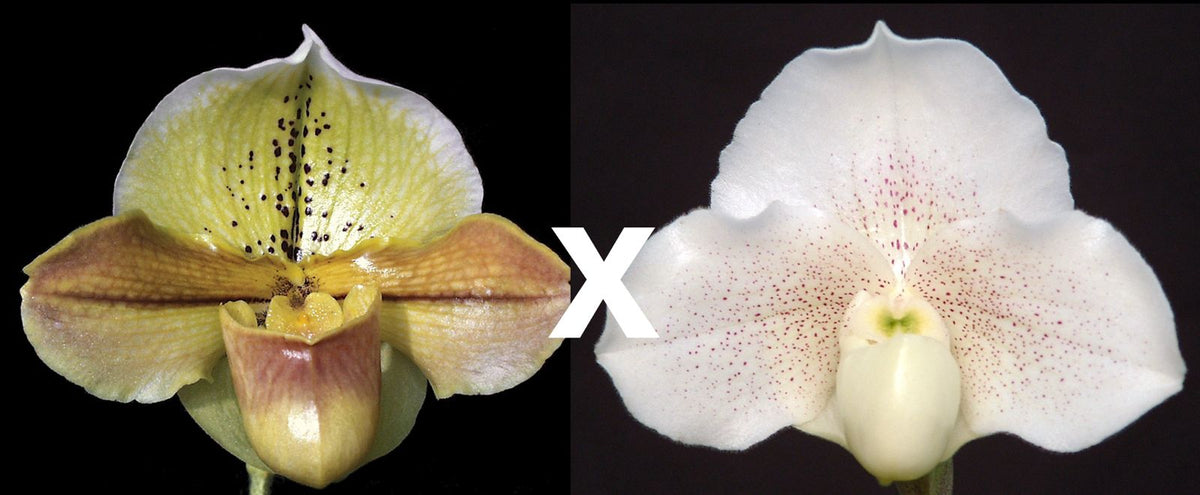 Complex paphiopedilum hybrid cultivars shown in flower side by side of Paphiopedilum Ogalala 'Grand Daddy' AM/AOS x Winter Ermine 'Fairy Dust'