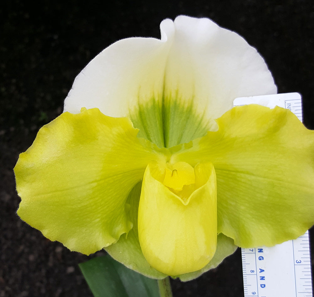Complex paphiopedilum hybrid cultivar of Paphiopedilum Pacific Titan 'Moongold'