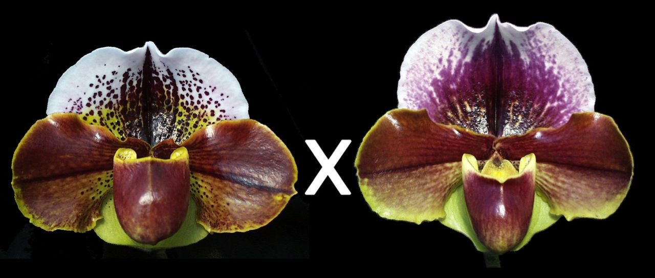 Complex paphiopedilum hybrid cultivars shown in flower side by side of Paphiopedilum Pandemonium 'Shock Wave' x Temptress 'Red Glory'