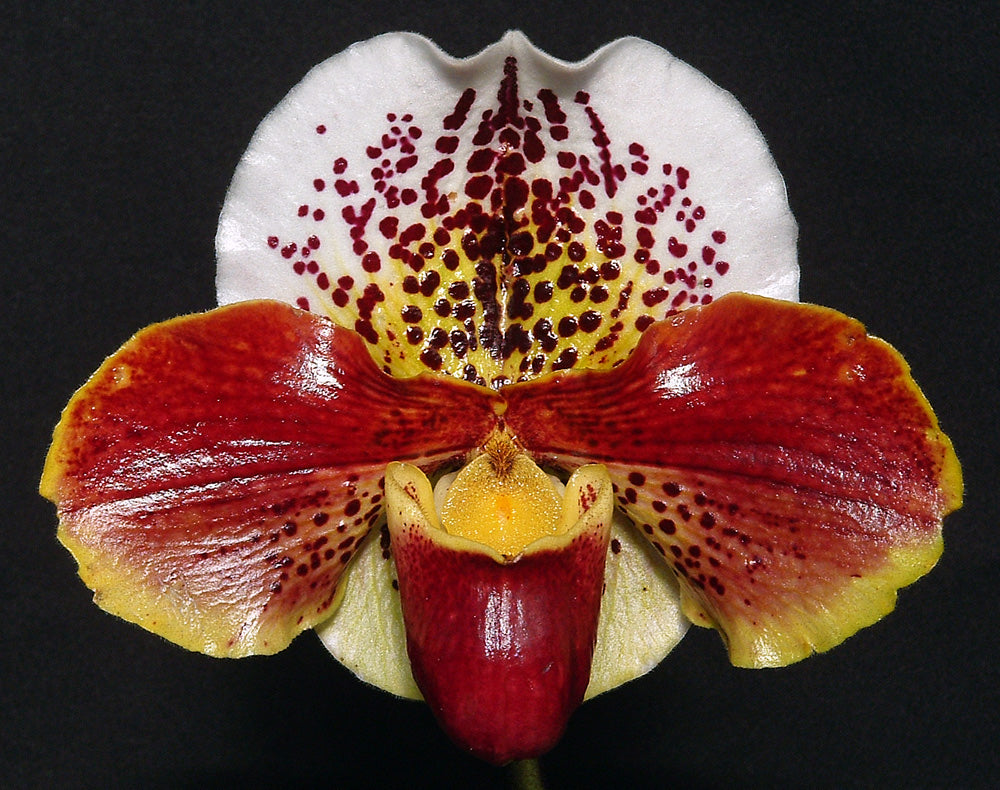 Complex paphiopedilum hybrid cultivar shown in flower of Paphiopedilum Perfect Storm