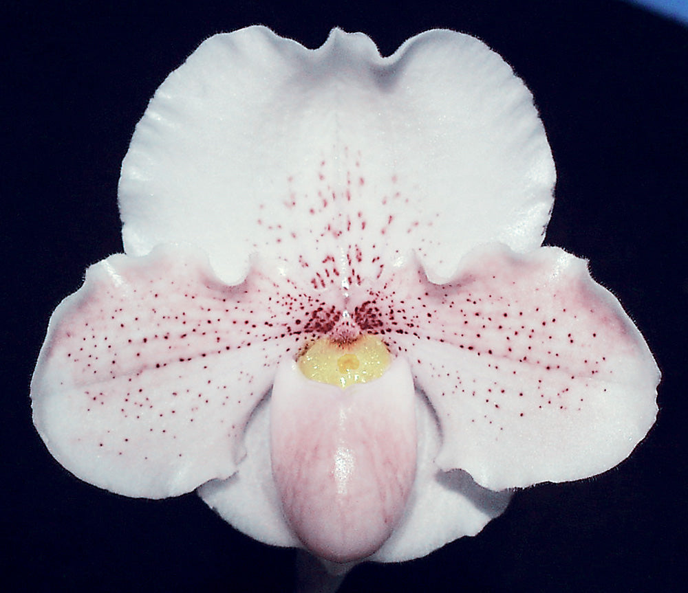 Close-up of a pink orchid flower with a dark background