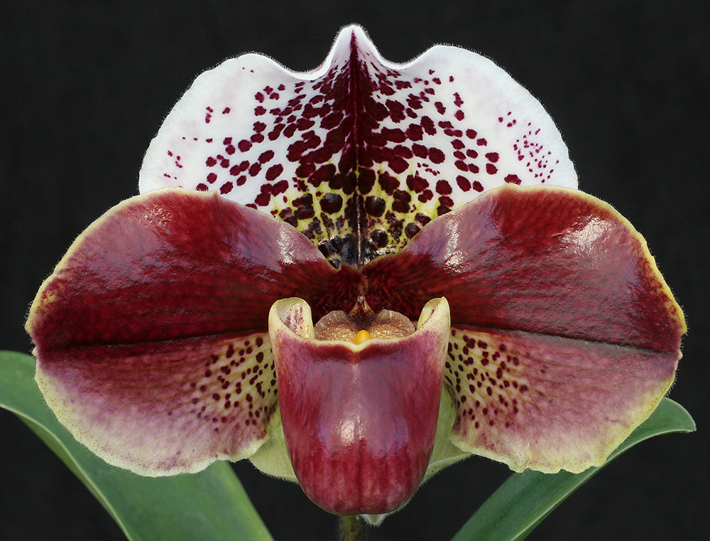 Close-up of a red and white spotted orchid with a dark background of Paphiopedilum Rainmaker 'Red Galaxy' HCC/AOS