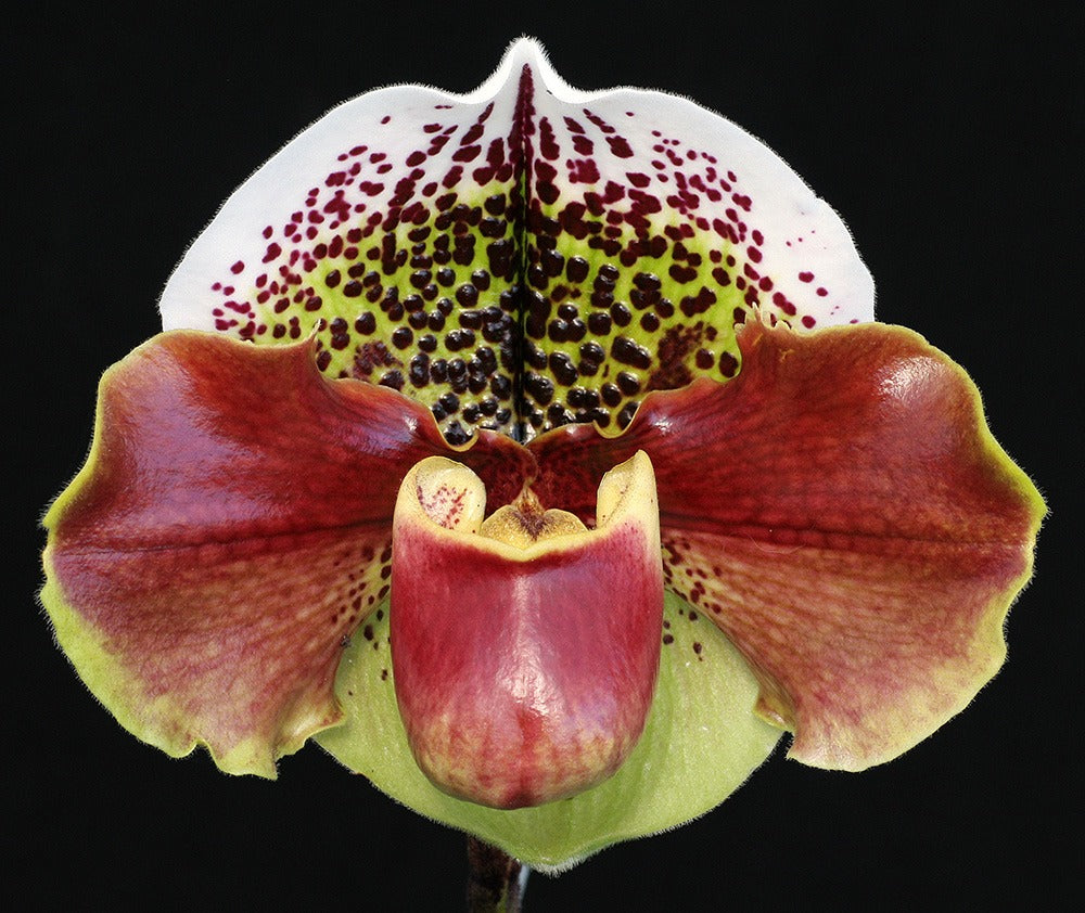Complex paphiopedilum hybrid cultivar of Paphiopedilum Red Thunder
