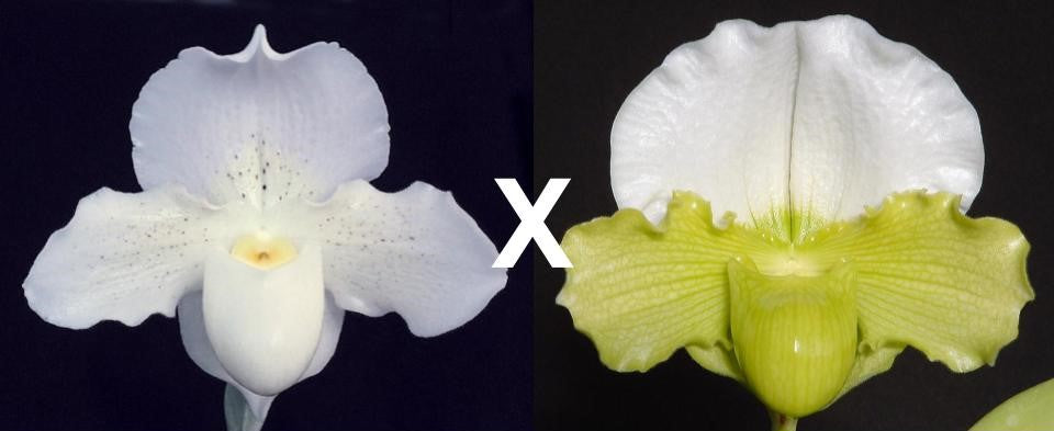 Complex paphiopedilum hybrid cultivars shown in flower side by side of Paphiopedilum Silvara 'Dreamer' x Green Mystery 'White Lynx'