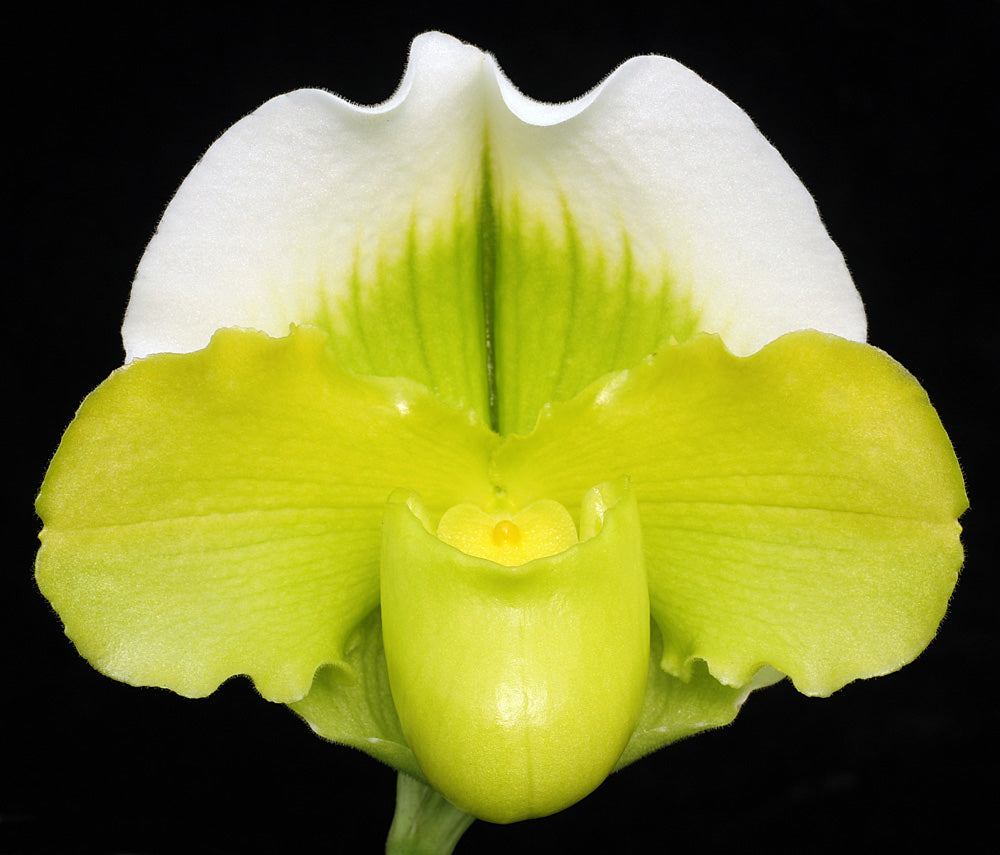 Complex paphiopedilum hybrid cultivar of Paphiopedilum Stone Valley ‘Eternal Sun’