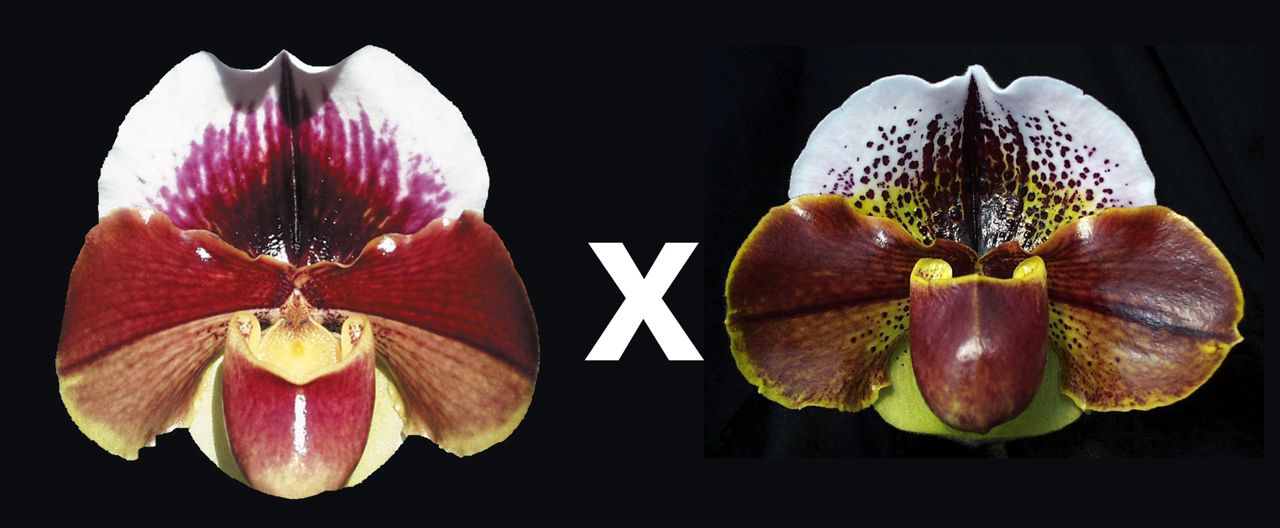 Two orchid flowers side by side with a multiplication symbol between them on a black background.
