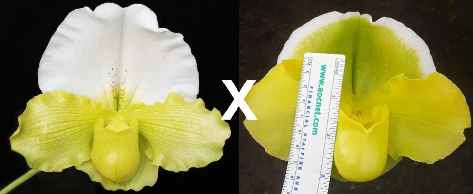 Complex paphiopedilum hybrid cultivar of Paphiopedilum Titan's Gold 'Massive' x Pacific Glory 'Full Moon'