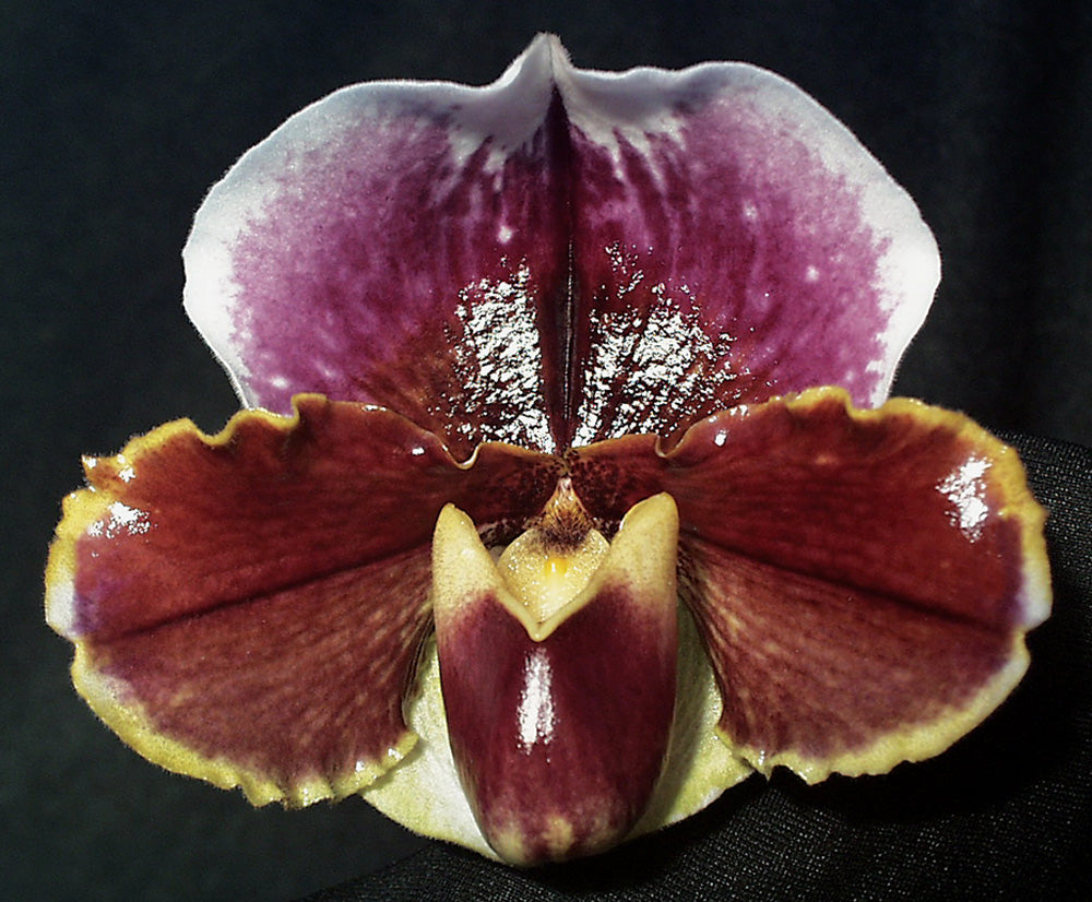 A close-up image of a Paphiopedilum orchid Paphiopedilum Treasure Chest 'Shadowlands' with a prominent purple flower and surrounding green and brown petals.