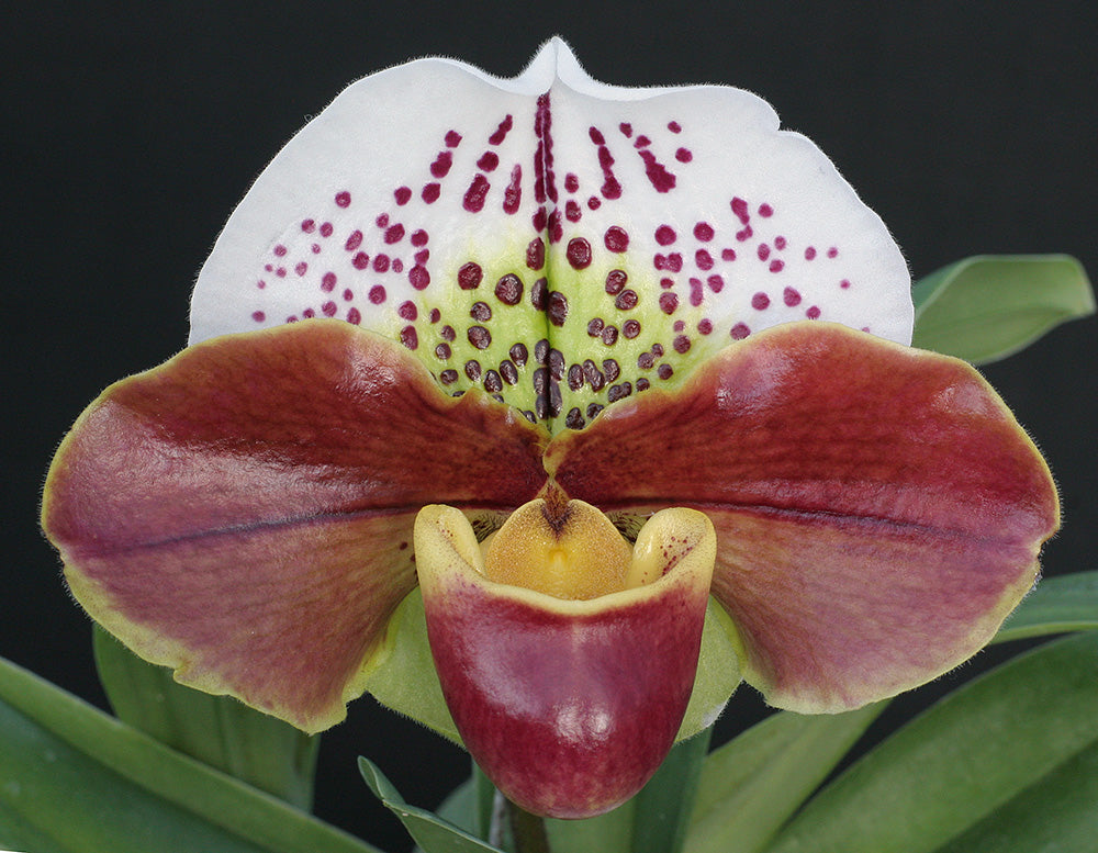 Complex paphiopedilum hybrid cultivar of Paphiopedilum Tropic Thunder