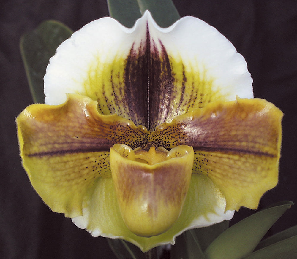 Close-up of a yellow and white orchid with brown accents against a dark background of Paphiopedilum Van Ness ‘Husky’