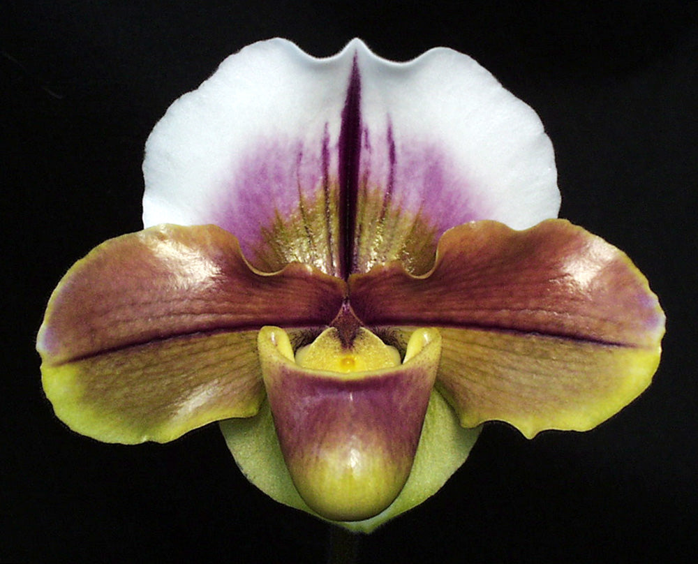 Close-up of a unique orchid with white, pink, and yellow petals on a black background Paphiopedilum Via Luna Este ‘China Doll’ AM/AOS