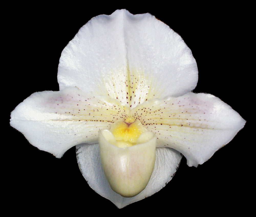 Complex paphiopedilum hybrid cultivar of Paphiopedilum Via Ojai 'Jim's Delight' AM/AOS