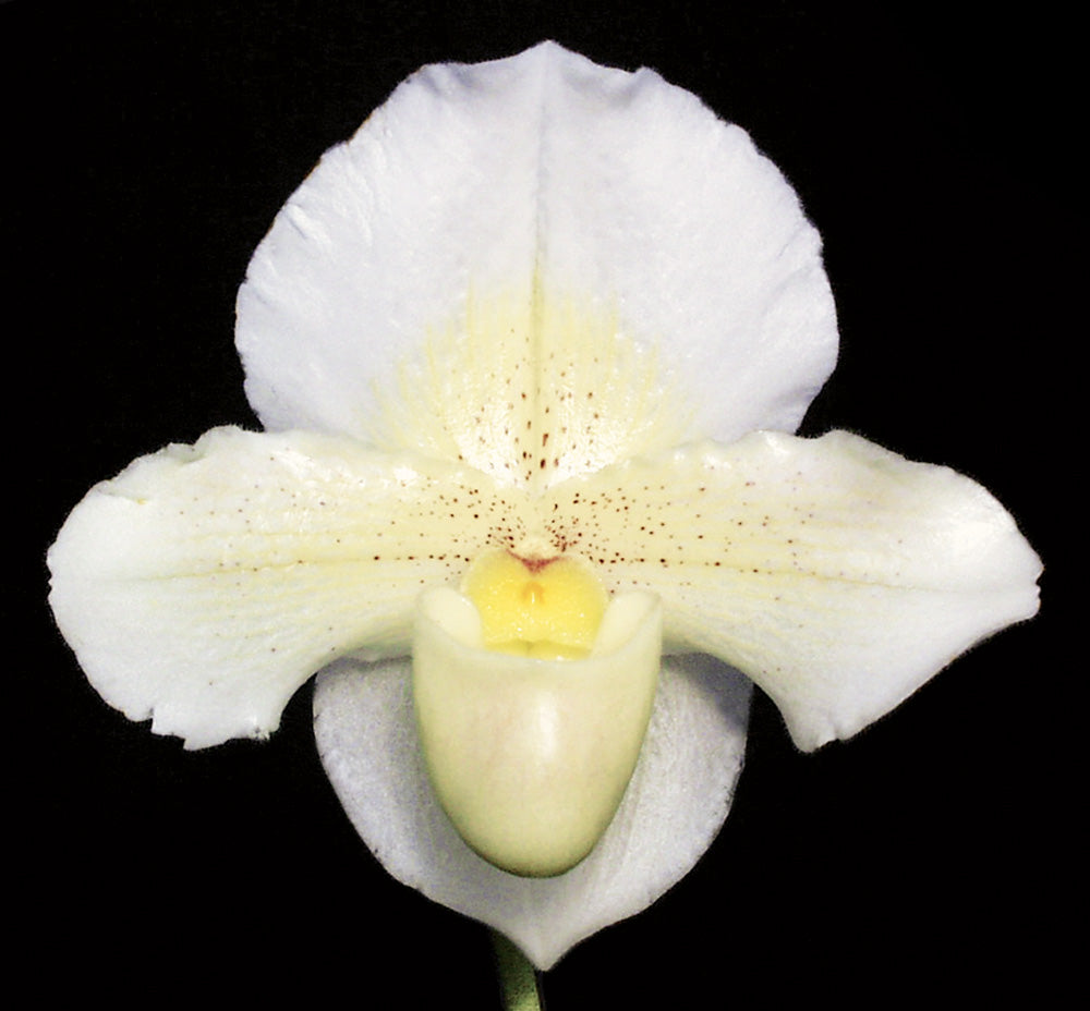 Complex paphiopedilum hybrid cultivar of Paphiopedilum Via Ojai 'Jim’s Pride'