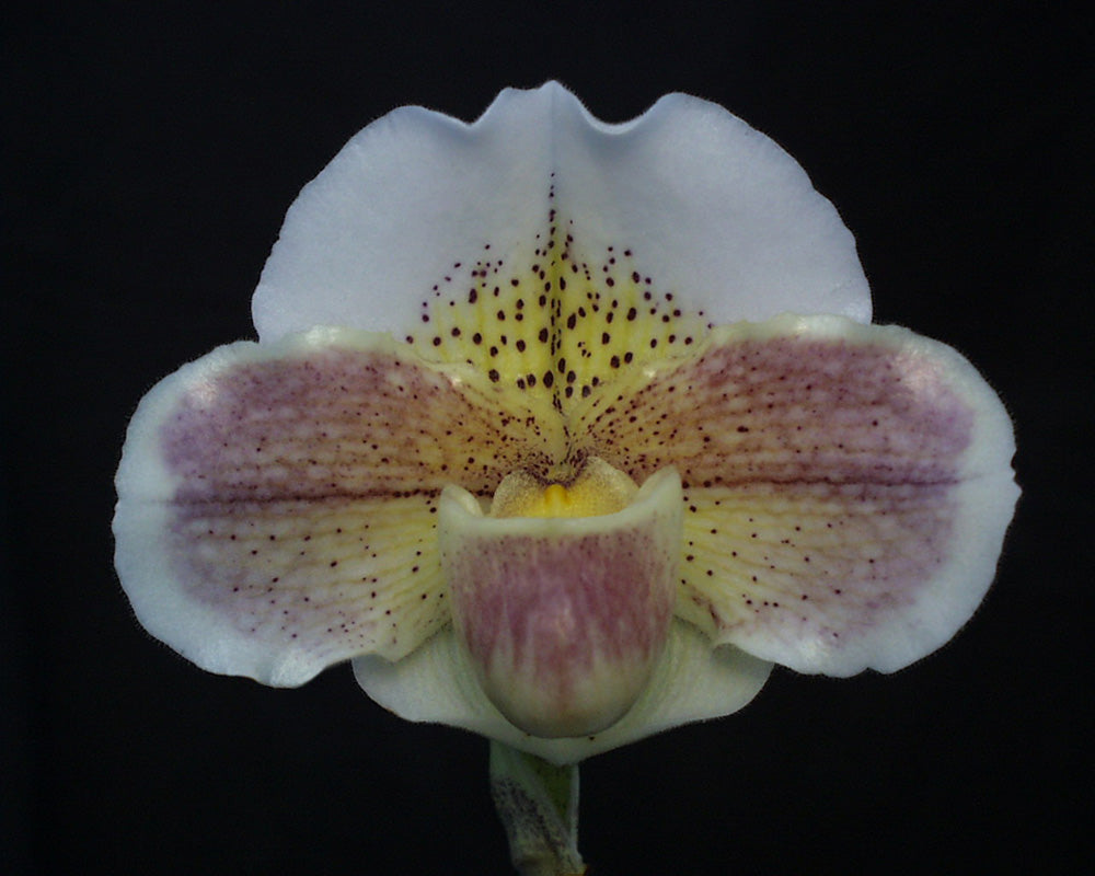 Complex paphiopedilum hybrid cultivar of Paphiopedilum Via Ojai 'Pink Sleigh' AM/AOS