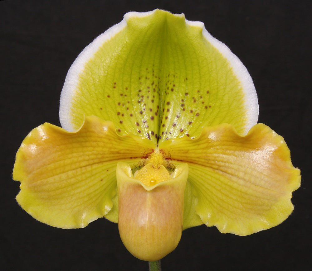 Close-up of a yellow orchid with a black background